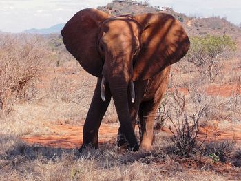 Elephant standing on field