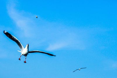 Low angle view of seagulls flying against blue sky