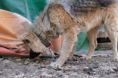 Low section of dog on ground