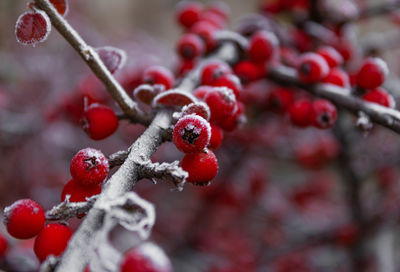 Close-up of berries growing on tree