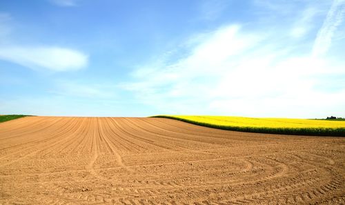 Scenic view of agricultural field against sky