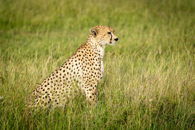 Female cheetah sits in profile in grassland