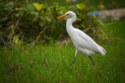 View of a bird on field