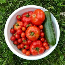 High angle view of tomatoes in container