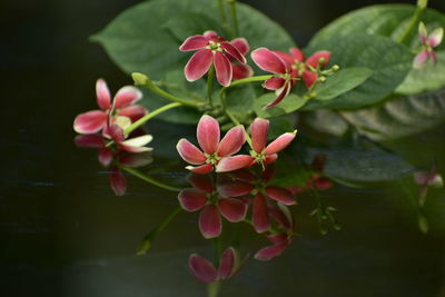 Close-up of pink flowering plant