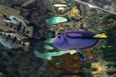 Close-up of fish swimming in aquarium