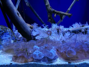 Close-up of coral swimming in sea