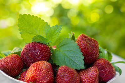 Strawberry with lemon mint in white plate on green background