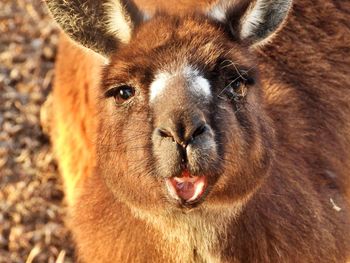 Close-up portrait of a kangaroo 