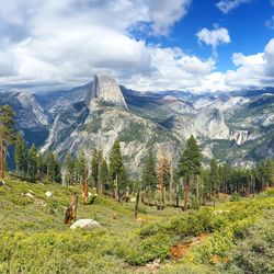 Panoramic view of trees on field against sky