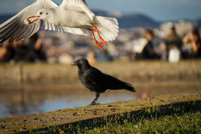 Seagull flying