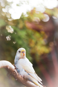 Close-up of parrot perching on branch