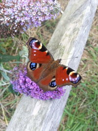 Close-up of butterfly perching on flower