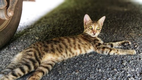 Close-up portrait of a cat