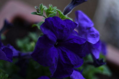 Close-up of purple flowers blooming