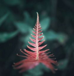 Close-up of red fern leaves