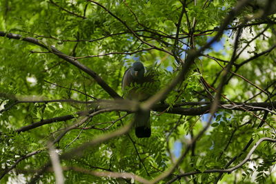 Low angle view of bird perching on tree