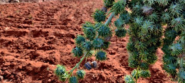 High angle view of man working on plant