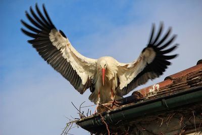 Low angle view of stork on roof