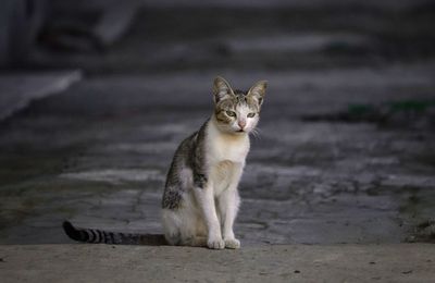 Portrait of cat looking away