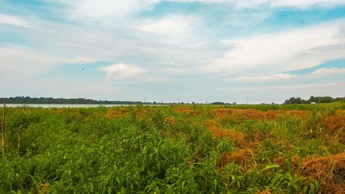 Scenic view of agricultural field against sky