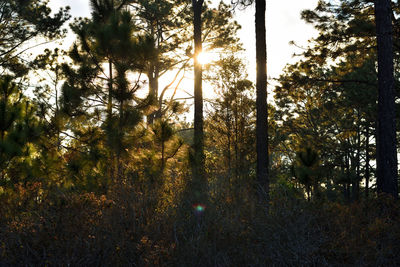 Low angle view of trees against sky during sunset