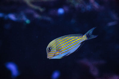 Close-up of fish swimming in aquarium