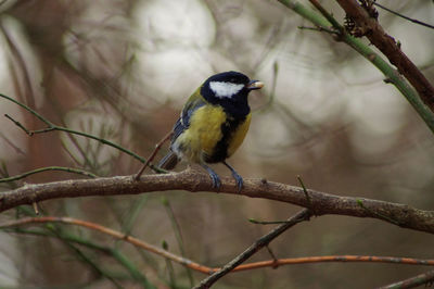 Close-up of bird perching on branch