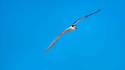 Low angle view of tern flying against clear blue sky on sunny day