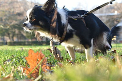 Dog looking away on field