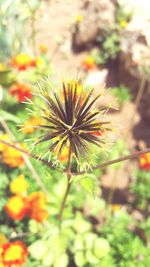 Close-up of flowers against blurred background