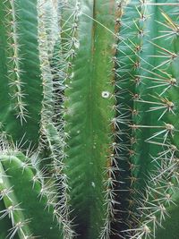 Full frame shot of spider web on plants