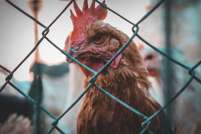 Chicken portrait behind wires