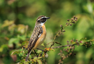 A whinchat male