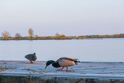 Birds perching on a lake