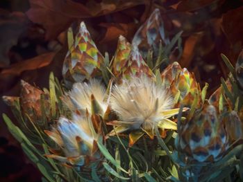 Close-up of leaves