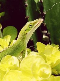 Close-up of lizard on plant