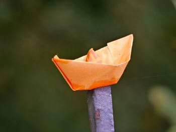 Close-up of orange leaf on wood