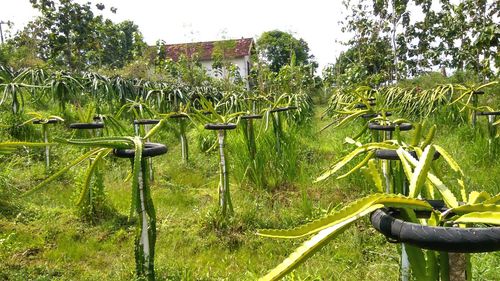 Plants growing on field against sky