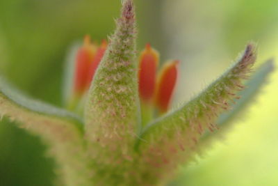 Close-up of plant