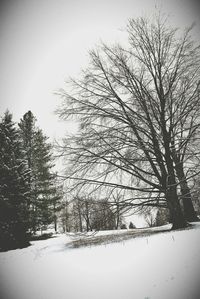 Low angle view of bare trees against sky