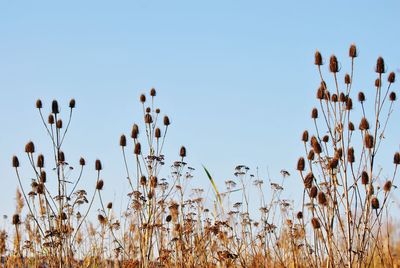 Low angle view of plants growing on field against clear sky