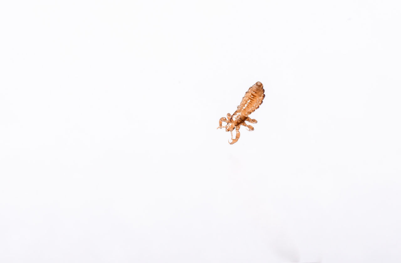 CLOSE-UP OF GRASSHOPPER OVER WHITE BACKGROUND