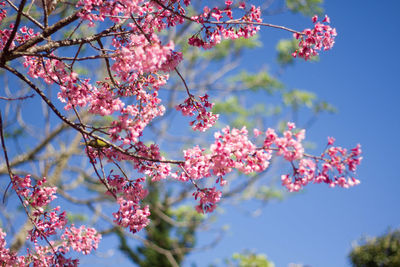 Low angle view of pink cherry blossoms