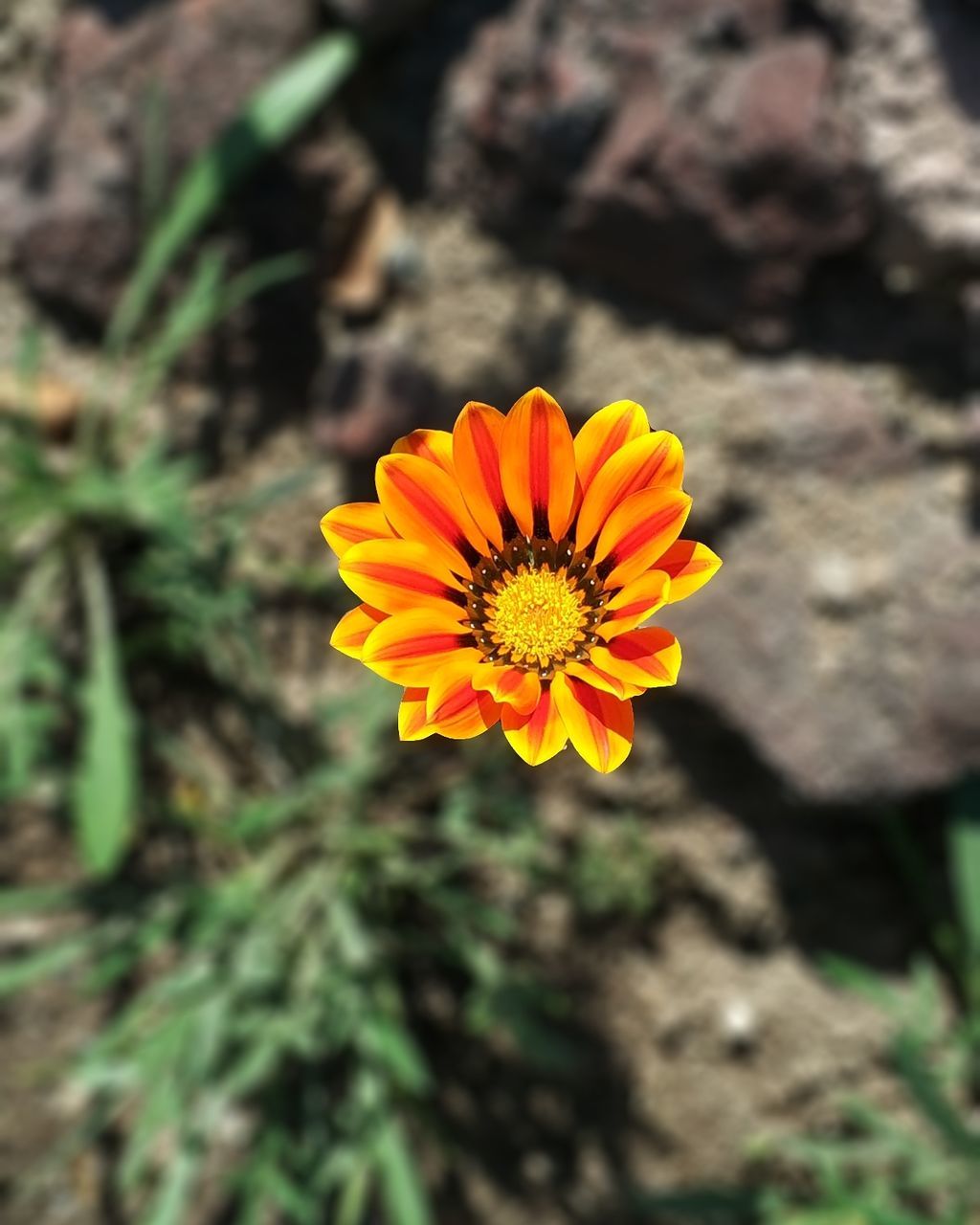 flower, nature, petal, beauty in nature, fragility, yellow, flower head, growth, plant, freshness, outdoors, no people, high angle view, day, close-up, blooming