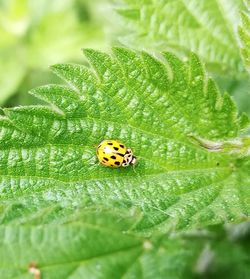 Close-up of ladybug on leaf