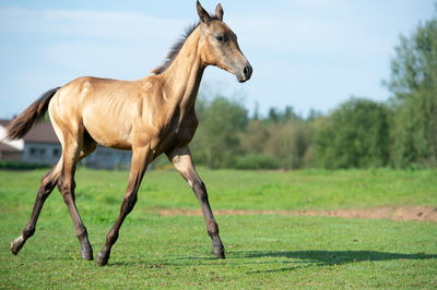 Horse on a field