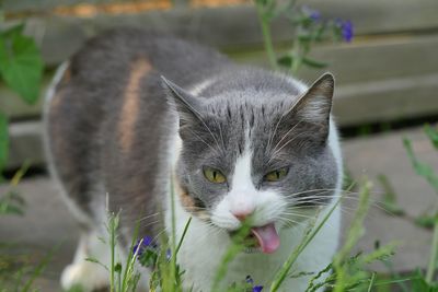 Close-up of cat sticking on tongue on field