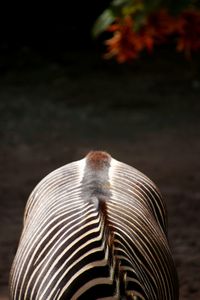 Close-up of zebra on land