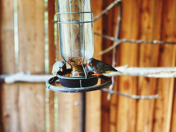 Close-up of bird perching